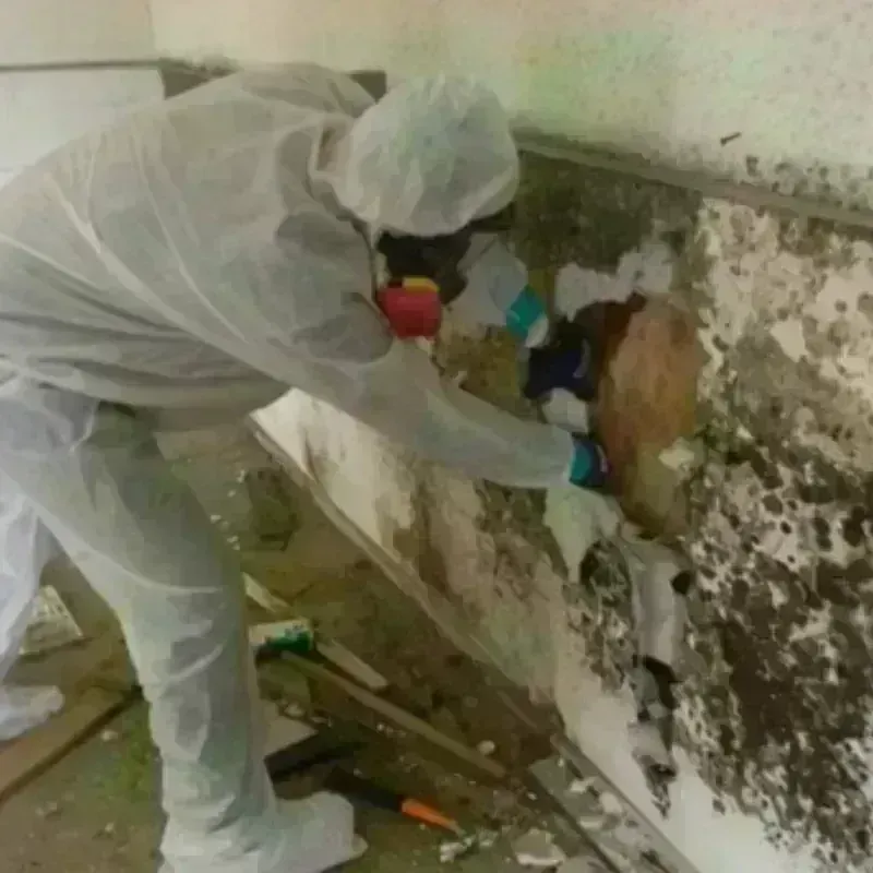 Mold Remediation and Removal in Heber, CA